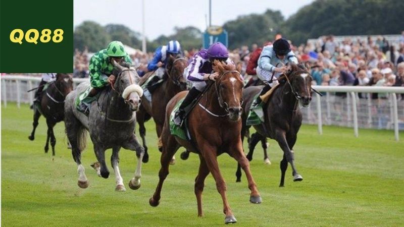 Cách tham gia cá cược đua ngựa